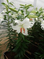 [4242 Siberia MAK2L No101.JPG]